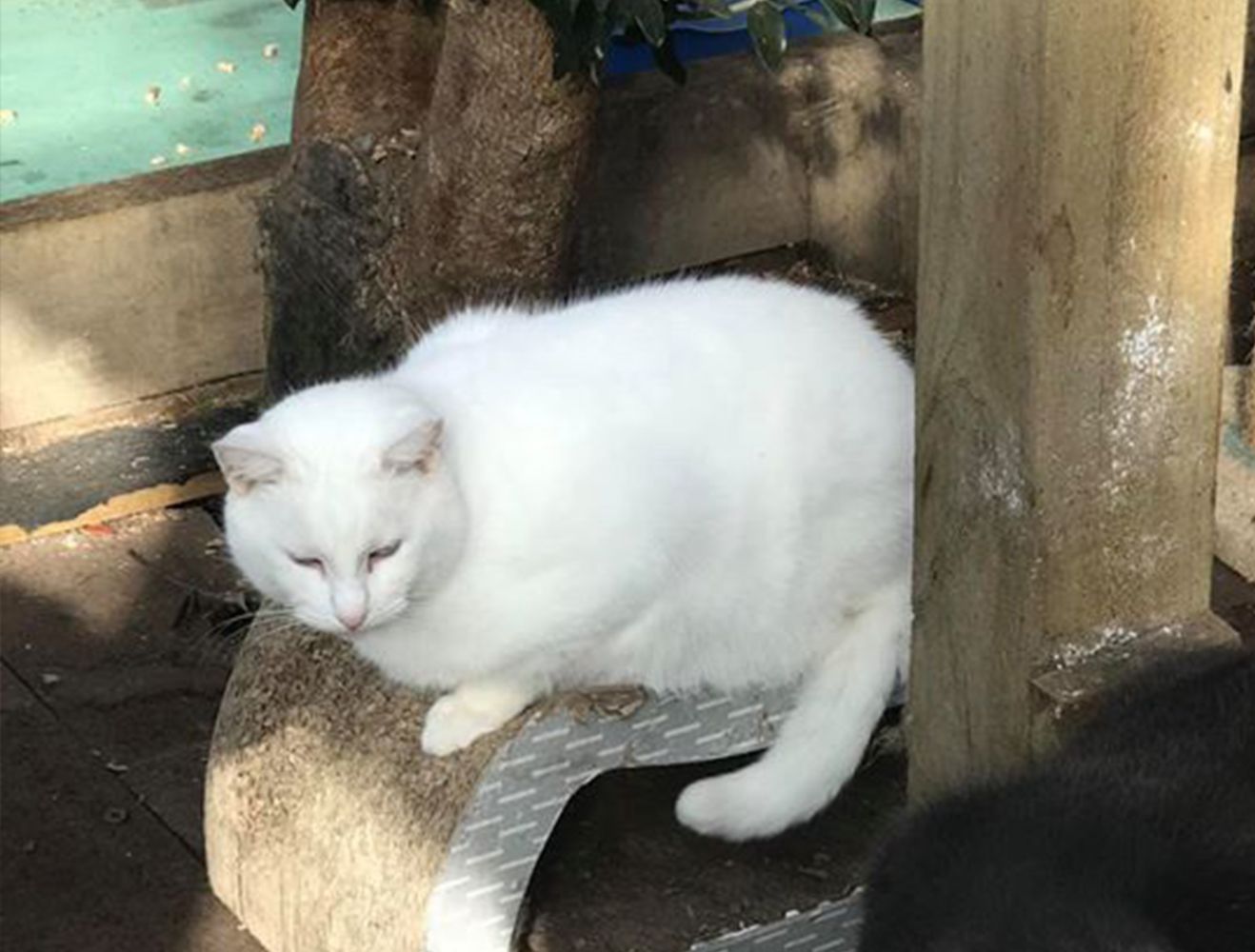 Luca is deaf. We tried to adopt him out but he wouldn't settle so he came back to the sanctuary where he feels safe and secure. He has lots of cat friends and is a favourite of the volunteers always liking a pat or two.